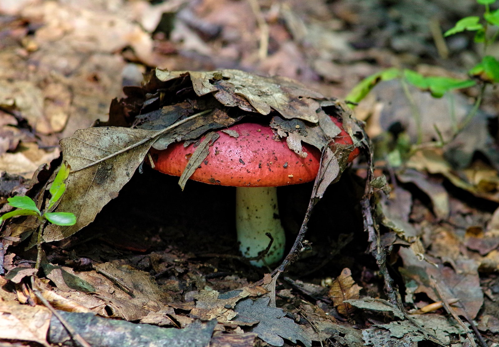 selective focus photography of mushroom with dry leaves