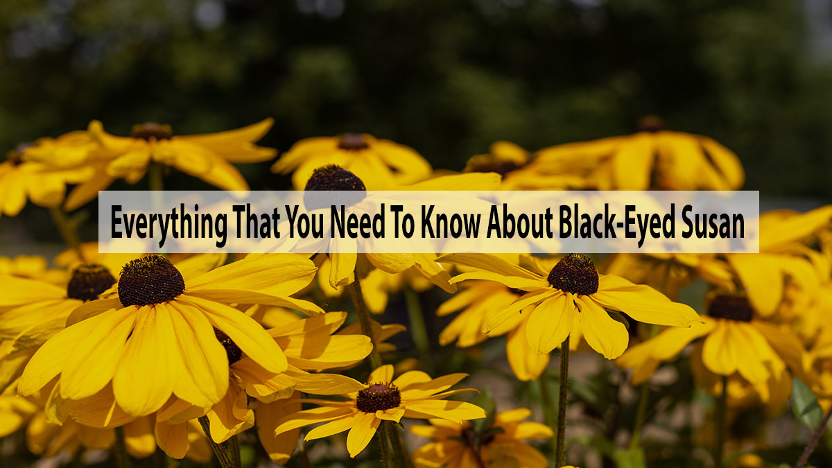 Everything That You Need To Know About Black-Eyed Susan