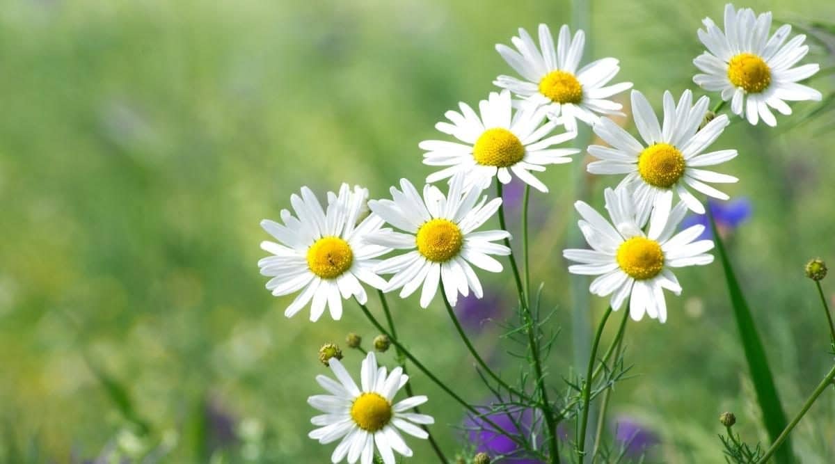 Information related to cultivation of chamomile